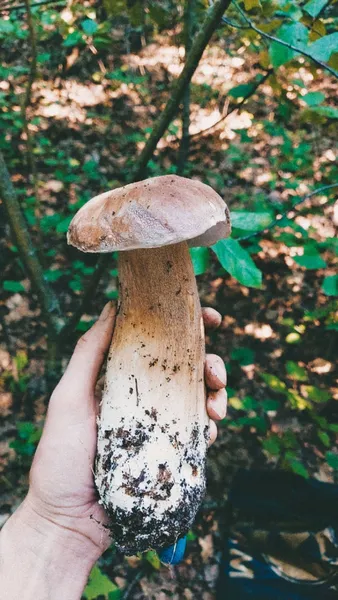 У яких лісах Волині вже завершується грибний сезон (фото)