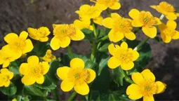 Скарбниця сонця: у лісі розцвіла квітка-дзеркало (фото)