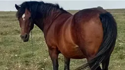Скільки на Волині коштують коні та лошата різних порід