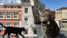 Скільки насправді заробляє «котячий мер Львова» (відео)