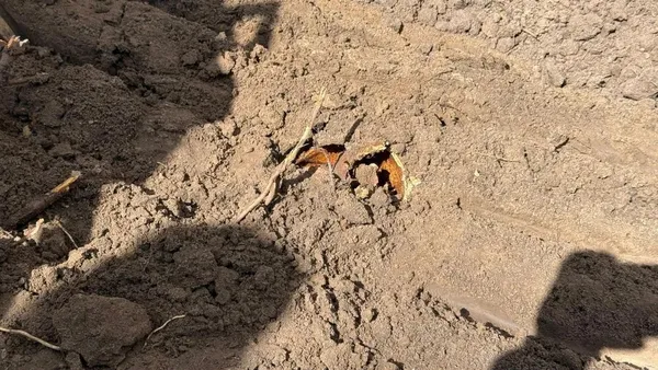 На Волині пошуковці виявили невідому братську могилу (фото)