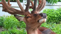 🦌 Оленя Бориса, якого збили в ДТП, готують до перевезення у Київ