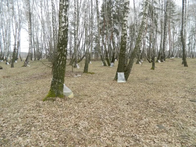 У Колківському лісгоспі  планують зібрати 100 тонн березового соку