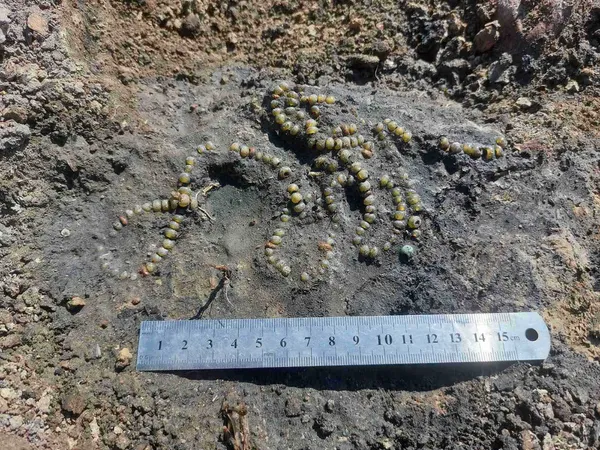 Знахідка року: під підлогою давньої споруди на Волині виявили «Скарб купця» (фото)