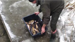 У водосховище на Волині запустили понад дві тонни риби (фото)
