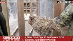 У волинські ліси випустили сотню фазанів: тепер вони житимуть в диких умовах (відео)