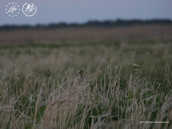 Битва за волинські болота: як рятують найрідкіснішого співочого птаха Європи (фото)