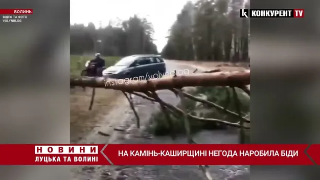 У селі на Волині величезне дерево впало на житловий будинок (фото, відео)