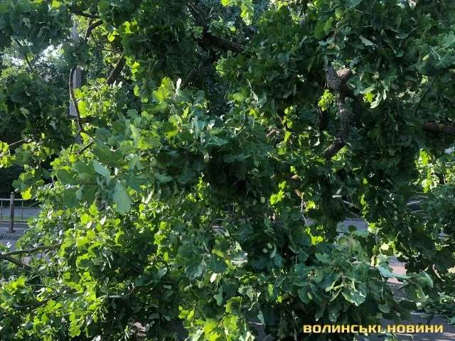 На проспекті Перемоги в Луцьку дерево обірвало тролейбусну лінію (фото)