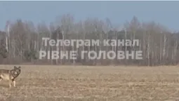 На Рівненщині неподалік міста помітили зграю вовків (відео)