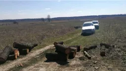 На Волині 19-річний юнак нарубав дерев на 120 тисяч (фото)