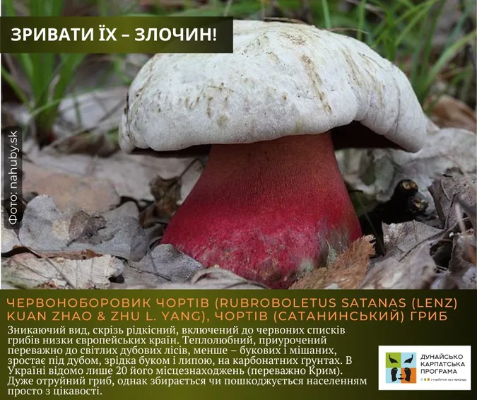 Не тільки отруйні: які гриби не можна збирати в Україні (фото)