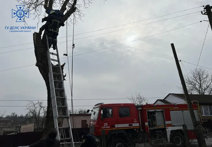 У Луцькому районі чоловік потрапив у «капкан» на дереві (фото)