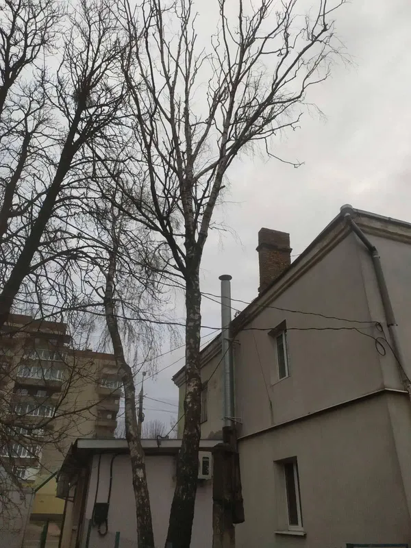 Ти, малий, скажи малому: як луцькі комунальники не можуть зрізати дерево