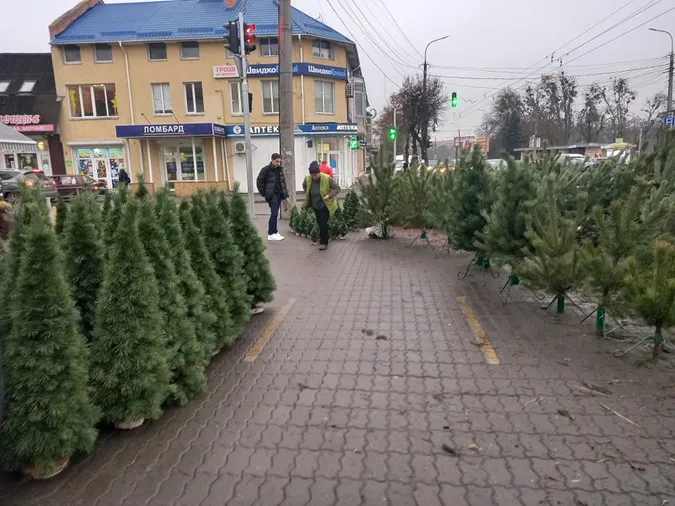 У Луцьку почали продавати ялинки: скільки коштує святкове дерево (фото)