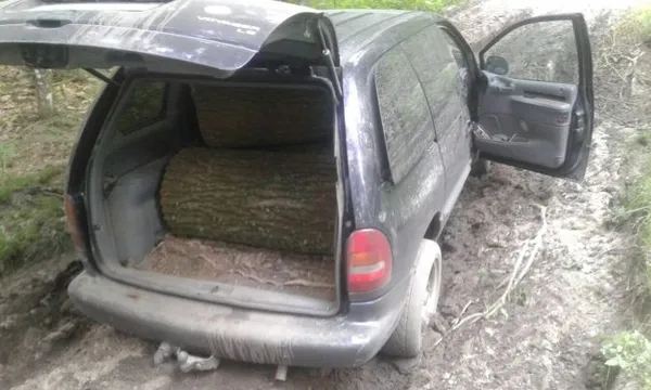 На Волині крадії лісу на «євробляхах» намагалися вивезти дуби