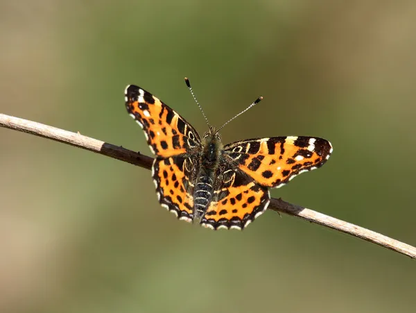 Сонцевичок змінний (Araschnia levana)