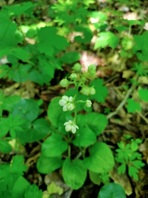 Грушанка круглолиста (Pyrola rotundifolia)