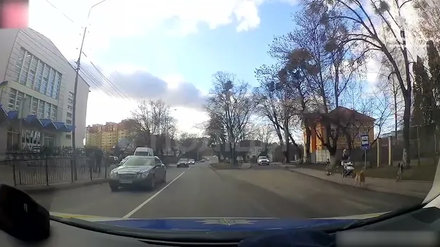 Патрульні показали, як «милі песики» у Луцьку користуються переходом (відео)