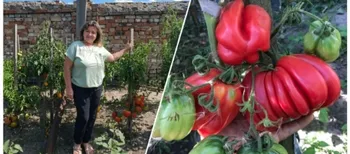 Понад 400 сортів та гіганти по 700 грамів: як волинянка перетворила свій город на томатне королівство (фото)