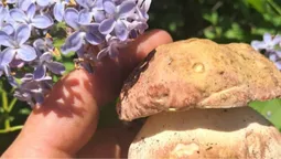 На Волині зʼявилися перші гриби: де їх знайти (фото)