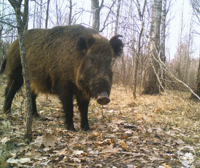 🐷 Допитливі п'ятачки: на Поліссі на прогулянку вийшли милі кабанчики (фото)
