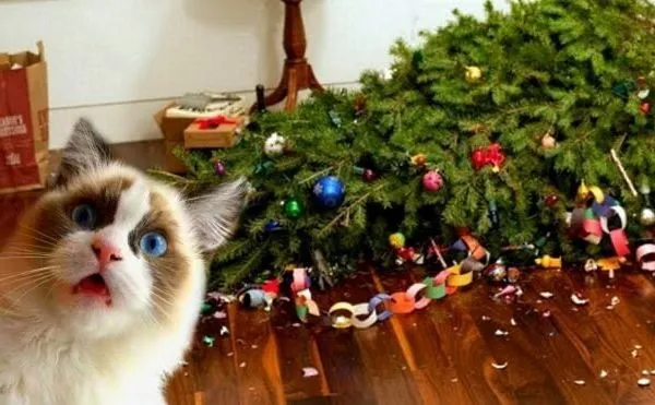 Як вберегти ялинку від кота: корисні поради