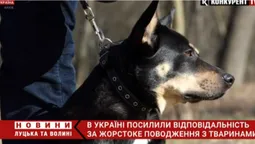 В Україні набув чинності зоозахисний закон: що він передбачає (відео)