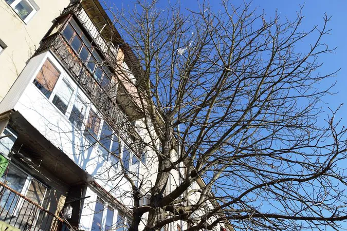 Щоб зрізати дерево біля будинку в Луцьку, потрібна згода мешканців