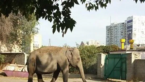 У Харкові слон гуляв вулицями міста (відео)