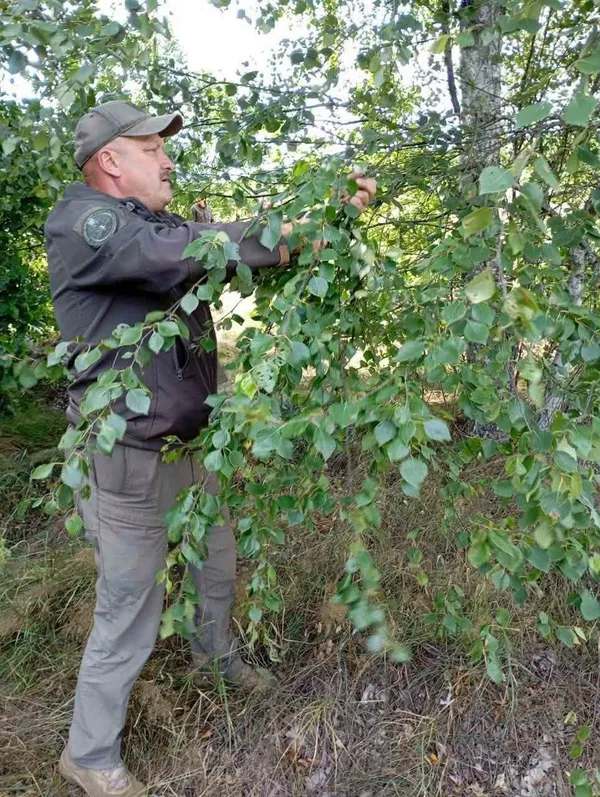 🦌 Готують саночки влітку: на Любешівщині заготовляють корми для диких тварин