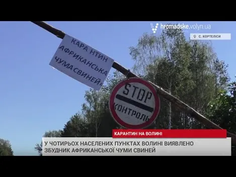 «То нам Божа кара», – житель волинського села про африканську чуму (відео)