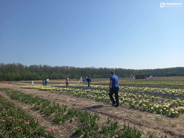 Море квітів: «Волинська Голландія» стартувала (фото)