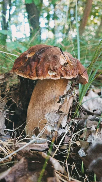 У яких лісах Волині вже завершується грибний сезон (фото)