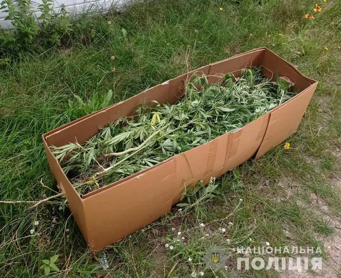 Мак і коноплі: волинянин вирощував на городі наркотичні рослини (фото)