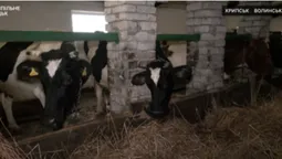 Сімейні ферми на Волині: чи вигідно здавати молоко (фото, відео)