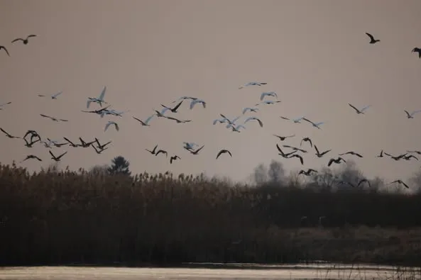 Весняна міграція: на Волині помітили рідкісних птахів (фото)