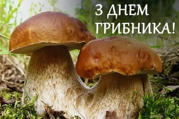 3 жовтня – День грибника: найкращі листівки та теплі привітання