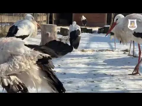 У Луцьку врятували лелеку з поламаним крилом (відео)