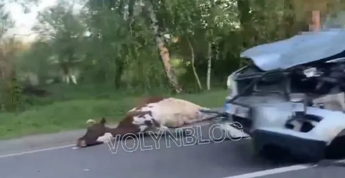 У Луцькому районі авто збило корову (відео 18+)