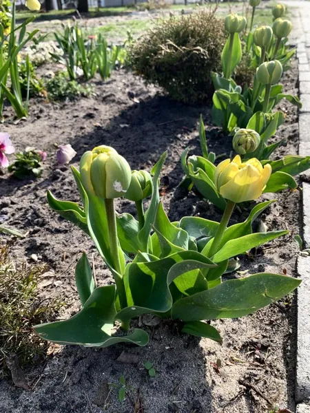 🌷Висадила тисячу тюльпанів: як квітникарка роками змінює Шацьк (фото)