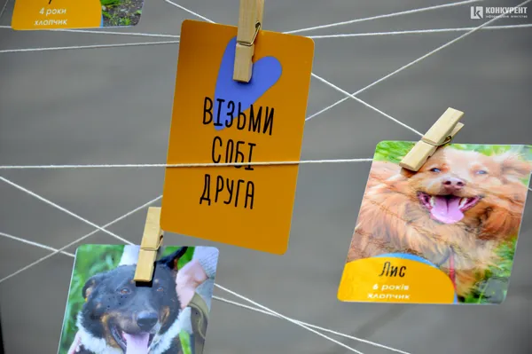 #мокріносики: у луцькому «Промені» песикам шукають хороших власників (фото)