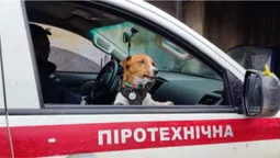 Популярний пес Патрон отримав передачу від луцьких волонтерів (фото, відео)