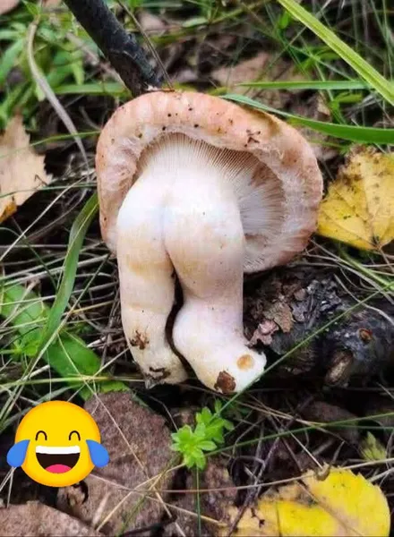 Підбірка грибів, які не можна показувати дітям (фото 18+)