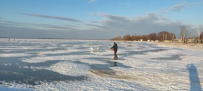 Суворі морози і крига на озерах: як зимують лебеді в нацпарку на Волині (фото)