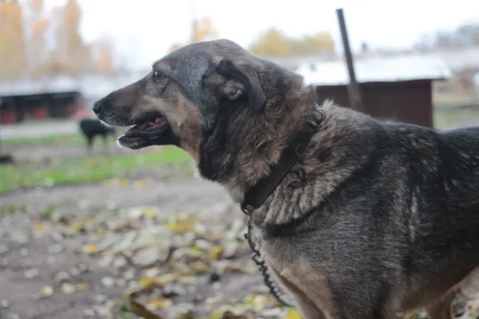 Їм дуже бракує уваги: лучан кличуть няшкати песиків на КП «Ласка» (фото)
