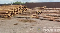 На пилорамі в Колках знайшли 15 «кубів» незаконної деревини (фото, відео)