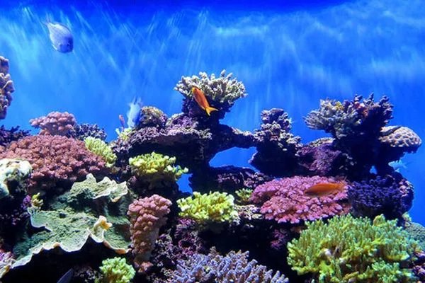 Таїланд заборонив сонцезахисні засоби у морських парках