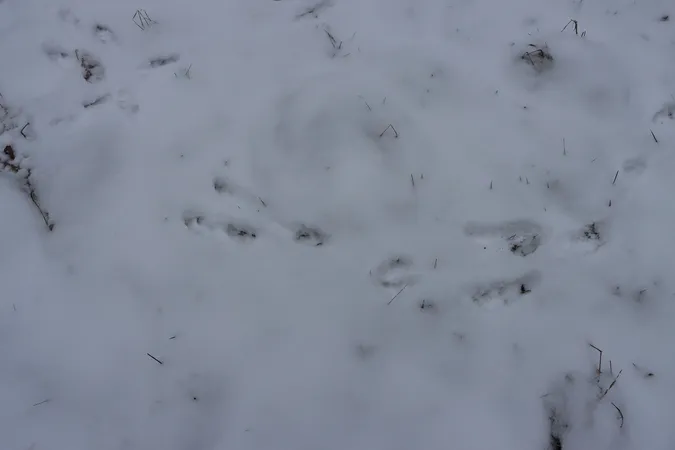 На Волині порахували зубрів і зубренят (фото)