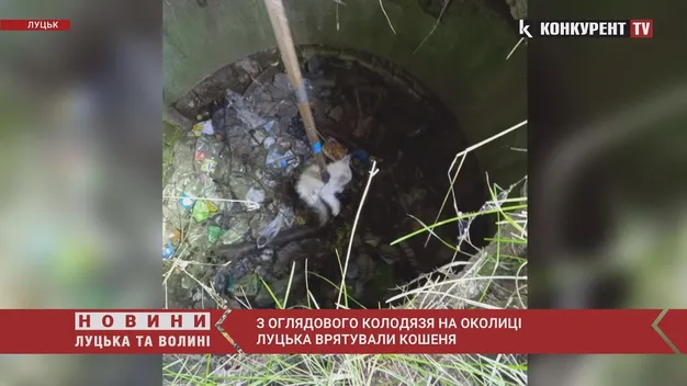 З оглядового колодязя на околиці Луцька врятували кошеня (фото, відео)